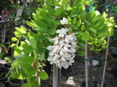 اقاقیای توپی(پیوندی)